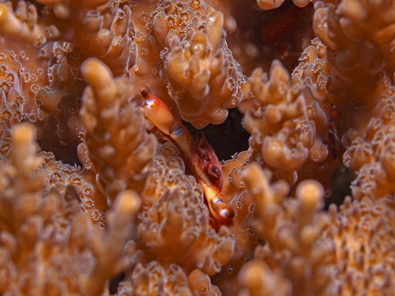 Crab, Manila Channel